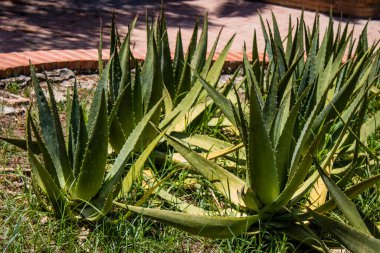 Seville, İspanya - 14 Temmuz 2022 Maria Luisa Parkı, İspanya 'nın güneyindeki Endülüs Bölgesi' nin başkenti ve sembolik şehri Sevilla 'nın ilk yeşil akciğerlerinden biridir.