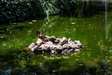 Seville, Spain - July 14, 2022 Maria Luisa Park is the first urban park and one of the green lungs of Seville, emblematic city and capital of the Andalusia region, in southern Spain