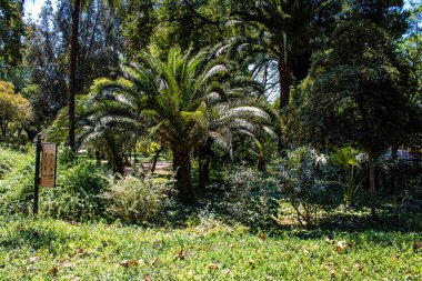 Seville, İspanya - 14 Temmuz 2022 Maria Luisa Parkı, İspanya 'nın güneyindeki Endülüs Bölgesi' nin başkenti ve sembolik şehri Sevilla 'nın ilk yeşil akciğerlerinden biridir.