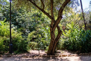 Seville, İspanya - 14 Temmuz 2022 Maria Luisa Parkı, İspanya 'nın güneyindeki Endülüs Bölgesi' nin başkenti ve sembolik şehri Sevilla 'nın ilk yeşil akciğerlerinden biridir.