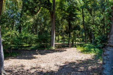 Seville, İspanya - 14 Temmuz 2022 Maria Luisa Parkı, İspanya 'nın güneyindeki Endülüs Bölgesi' nin başkenti ve sembolik şehri Sevilla 'nın ilk yeşil akciğerlerinden biridir.