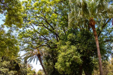 Seville, İspanya - 14 Temmuz 2022 Maria Luisa Parkı, İspanya 'nın güneyindeki Endülüs Bölgesi' nin başkenti ve sembolik şehri Sevilla 'nın ilk yeşil akciğerlerinden biridir.