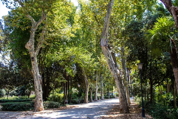 Siviglia Spagna Luglio 2022 Maria Luisa Park Primo Parco Urbano — Foto Stock