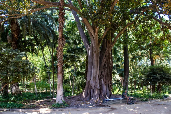 Sevilha Espanha Julho 2022 Parque Maria Luisa Primeiro Parque Urbano — Fotografia de Stock