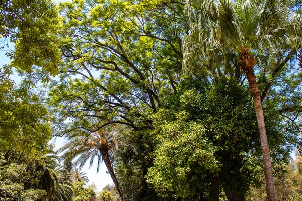 Seville Spain July 2022 Maria Luisa Park First Urban Park — Stock Photo, Image