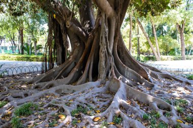 Seville, İspanya - 14 Temmuz 2022 Maria Luisa Parkı, İspanya 'nın güneyindeki Endülüs Bölgesi' nin başkenti ve sembolik şehri Sevilla 'nın ilk yeşil akciğerlerinden biridir.
