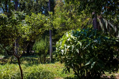 Seville, İspanya - 14 Temmuz 2022 Maria Luisa Parkı, İspanya 'nın güneyindeki Endülüs Bölgesi' nin başkenti ve sembolik şehri Sevilla 'nın ilk yeşil akciğerlerinden biridir.