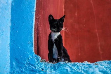 Chefchaouen, Morocco - August 19, 2022 Chefchaouen is a city located in the Rif mountains, in the north Morocco. Renowned for the remarkable buildings of varying shades of faded blue in its old town