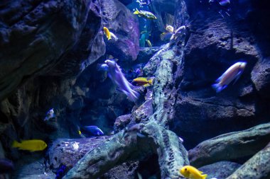 Seville, Spain - August 13, 2022 Modern aquarium of Seville with a wide variety of marine species, touch tanks and a bull shark tunnel, Aquatic life from all the Oceans of the world are found there