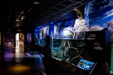 Seville, Spain - August 13, 2022 Modern aquarium of Seville with a wide variety of marine species, touch tanks and a bull shark tunnel, Aquatic life from all the Oceans of the world are found there