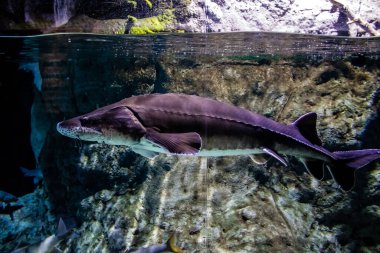 Seville, Spain - August 13, 2022 Modern aquarium of Seville with a wide variety of marine species, touch tanks and a bull shark tunnel, Aquatic life from all the Oceans of the world are found there