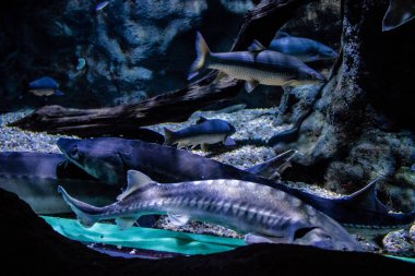 Seville, Spain - August 13, 2022 Modern aquarium of Seville with a wide variety of marine species, touch tanks and a bull shark tunnel, Aquatic life from all the Oceans of the world are found there