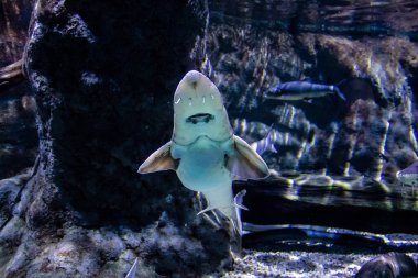 Seville, Spain - August 13, 2022 Modern aquarium of Seville with a wide variety of marine species, touch tanks and a bull shark tunnel, Aquatic life from all the Oceans of the world are found there