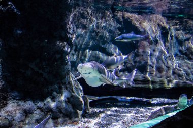 Seville, Spain - August 13, 2022 Modern aquarium of Seville with a wide variety of marine species, touch tanks and a bull shark tunnel, Aquatic life from all the Oceans of the world are found there