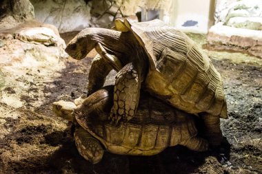 Seville, Spain - August 13, 2022 Modern aquarium of Seville with a wide variety of marine species, touch tanks and a bull shark tunnel, Aquatic life from all the Oceans of the world are found there
