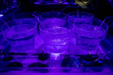 Seville, Spain - August 13, 2022 Modern aquarium of Seville with a wide variety of marine species, touch tanks and a bull shark tunnel, Aquatic life from all the Oceans of the world are found there