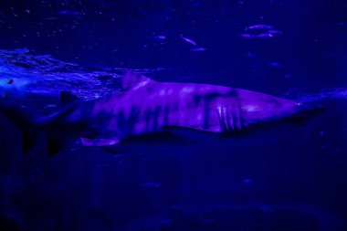 Seville, Spain - August 13, 2022 Modern aquarium of Seville with a wide variety of marine species, touch tanks and a bull shark tunnel, Aquatic life from all the Oceans of the world are found there