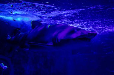 Seville, Spain - August 13, 2022 Modern aquarium of Seville with a wide variety of marine species, touch tanks and a bull shark tunnel, Aquatic life from all the Oceans of the world are found there