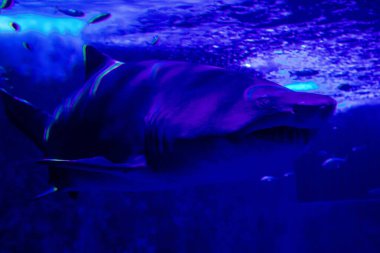 Seville, Spain - August 13, 2022 Modern aquarium of Seville with a wide variety of marine species, touch tanks and a bull shark tunnel, Aquatic life from all the Oceans of the world are found there