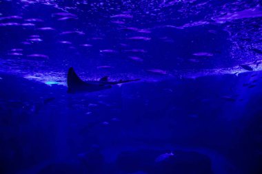 Seville, Spain - August 13, 2022 Modern aquarium of Seville with a wide variety of marine species, touch tanks and a bull shark tunnel, Aquatic life from all the Oceans of the world are found there