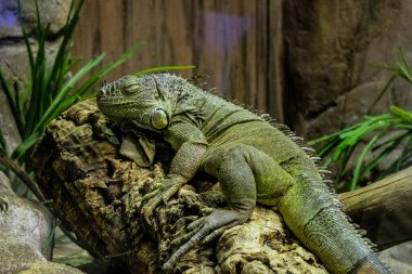Seville, Spain - August 13, 2022 Modern aquarium of Seville with a wide variety of marine species, touch tanks and a bull shark tunnel, Aquatic life from all the Oceans of the world are found there
