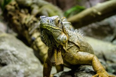 Seville, Spain - August 13, 2022 Modern aquarium of Seville with a wide variety of marine species, touch tanks and a bull shark tunnel, Aquatic life from all the Oceans of the world are found there
