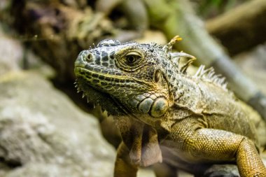 Seville, Spain - August 13, 2022 Modern aquarium of Seville with a wide variety of marine species, touch tanks and a bull shark tunnel, Aquatic life from all the Oceans of the world are found there