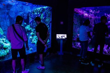 Seville, Spain - August 13, 2022 Modern aquarium of Seville with a wide variety of marine species, touch tanks and a bull shark tunnel, Aquatic life from all the Oceans of the world are found there