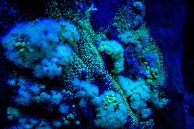 Seville, Spain - August 13, 2022 Modern aquarium of Seville with a wide variety of marine species, touch tanks and a bull shark tunnel, Aquatic life from all the Oceans of the world are found there