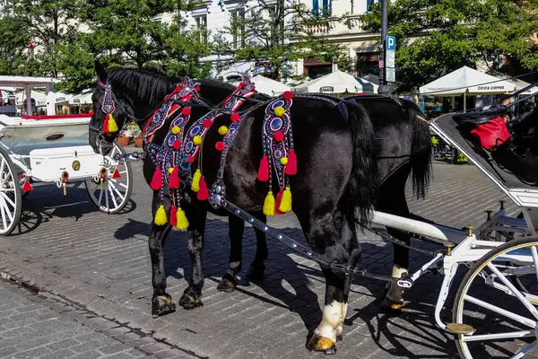 Krakow Poland October 2022 Horse Drawn Carriage Rides Have Become — Stock Photo, Image