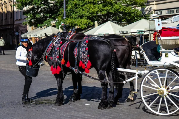 ポーランドのクラクフ 2022年10月8日乗馬はクラクフの主要な観光スポットの一つとなっています 彼らの美しい馬の馬車はあなたを市内中心部に連れて行きます — ストック写真
