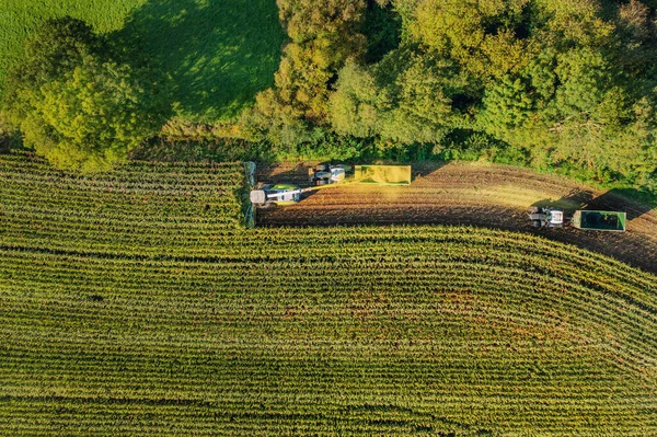 Комбайны Тракторы Собирают Кукурузу Кукурузу Аэрофотосъемка Беспилотника Над Комбайном Работающим — стоковое фото