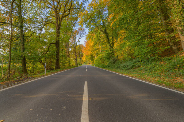 Country road through autumn forest. Country road through forest In yellow foliage. Wonderful transportation scenery in autumn.