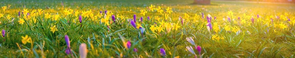 早春に黄色の水仙や紫色の花を咲かせる春の背景 日当たりの良いボケ色の光の中で黄色の水仙とクロッカスの花を閉じます 水仙とクロッカスのメドウのパノラマ — ストック写真