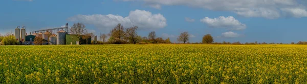 Panoramablick Auf Blühende Rapsfelder Vordergrund Und Landwirtschaftliche Pflanzen Hintergrund Der — Stockfoto