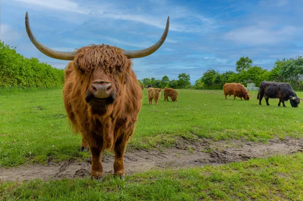 Otlayan ineklerin manzarası. Buzağıları olan İskoçyalı inekler.