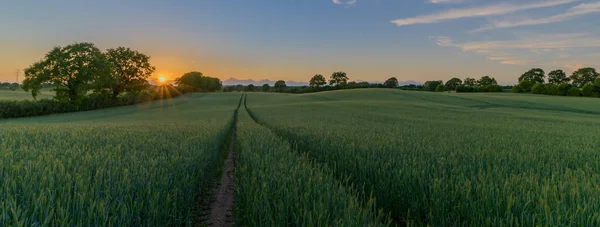 Grüner Reifender Weizen Auf Einem Feld Mit Sommersonnenuntergang Winterweizen Wächst — Stockfoto