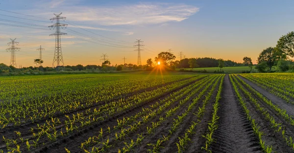 Rows Young Freshly Germinated Corn Plants High Voltage Transmission Line — Stock Photo, Image