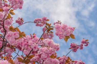 Mavi gökyüzü arka planında Sakura çiçeği açar. Yumuşak pembe sakura çiçekleri. Romantik tebrik kartı. Japonya 'da doğa. Çiçek açan kiraz ağacı. Çiçekli ve yapraklı Sakura dalı. Japon bahçesi.