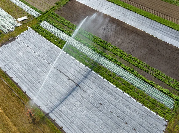 Top View Sprinkler Irrigation Vegetable Field Aerial View Watering Vegetable — Stock Photo, Image