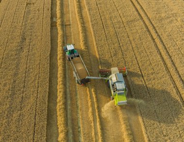 Aerial view over the top of a combine harvester and tractor. Harvest machine loading freshly harvested cereal into tracktor for transport. Combine and tractor in the wheat field during the harvest.