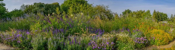 Panorama view of flower bed with sage blue and purple flower color combined with marguerites, orange tagetes and ornamental grasses, lush perennial flower bed.
