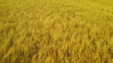 Tecavüz mısır tarlasında hızlı uçan drone görüntüleri. İnsansız hava aracı tahıl tarlası üzerinde uçuyor. İnsansız hava aracının gölgesi ile buğday gevreği yaz tarlasının üzerinde havadan çekim. Bitmek bilmeyen buğday tarlaları üzerinde uçmak.