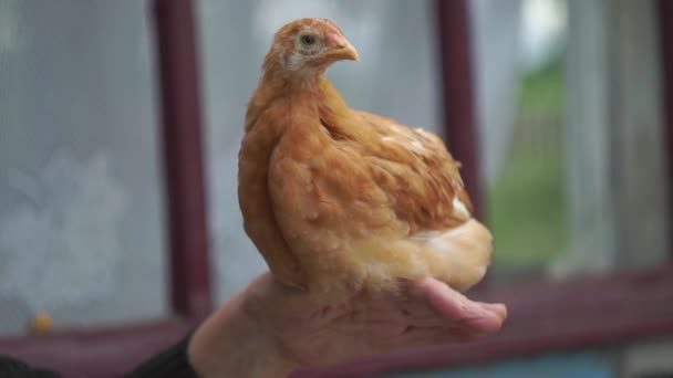 歳の女性はストロークし、彼女の手に小さな鶏を保持し、クローズアップで鳥によって移動されます — ストック動画