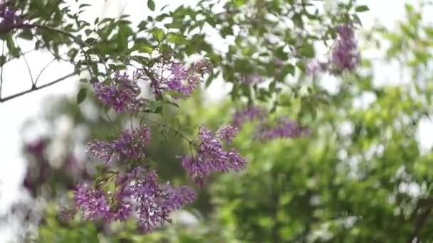 Gałęzie liliowych kwiatów z zielonymi liśćmi — Wideo stockowe