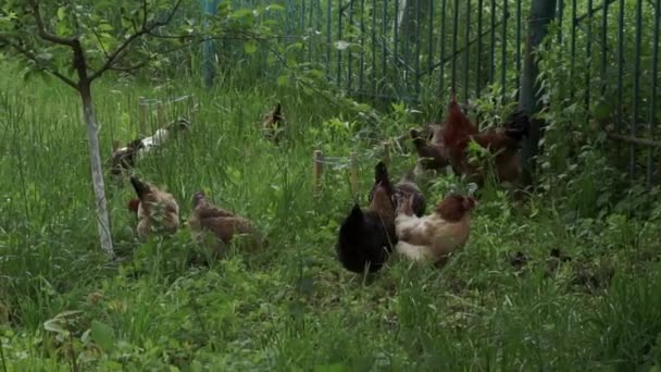 Chickens walk on free range and peck the grass — Video