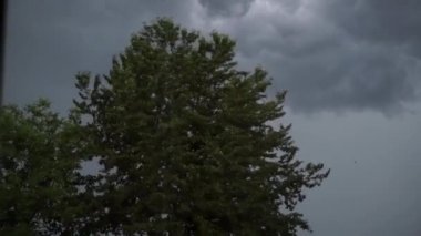 Fırtına Rüzgarı Altında Doğanın Güçlü Rüzgarı Yağmuru Ağaçları Sarstı