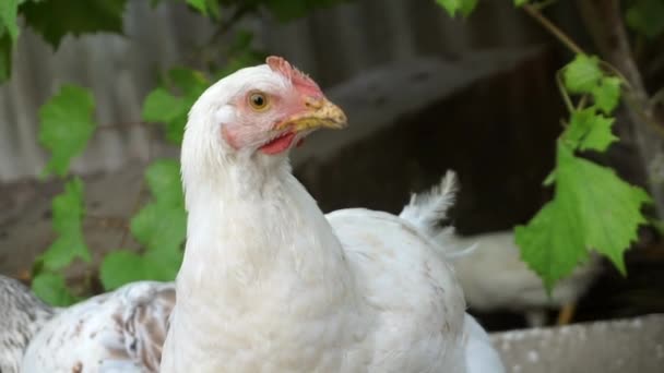 Młody kurczak brojler z bliska patrząc w obiektyw kamery. — Wideo stockowe