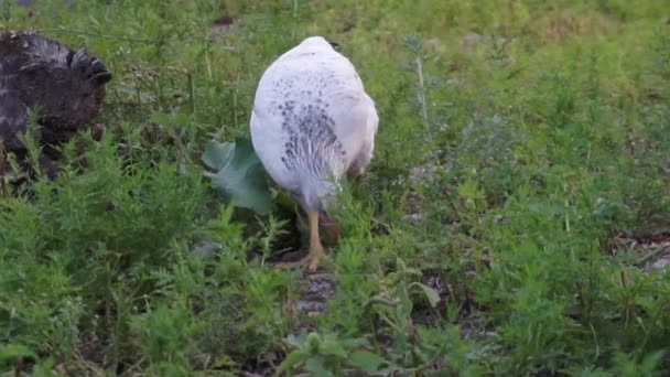 Chickens walk on free range and peck the grass — Video