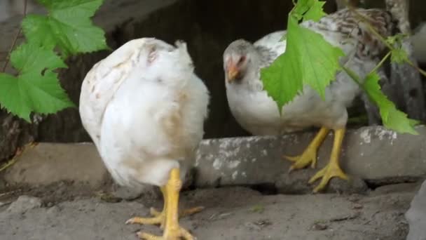 Young chicken broiler close up looking into the camera lens. — Stok video